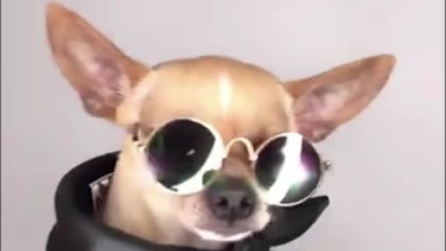 Just like you love your things, dogs really like to have things that belong exclusively to them