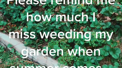 Weeding the garden ♥️