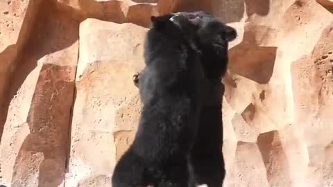 The black bear