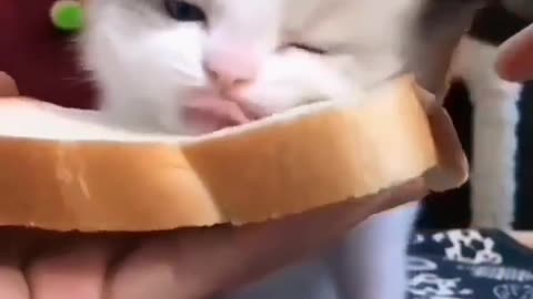 A cute cat 😺