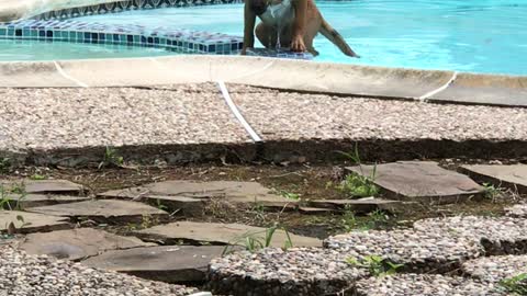 Clumsy Puppy Slips and Falls into Pool