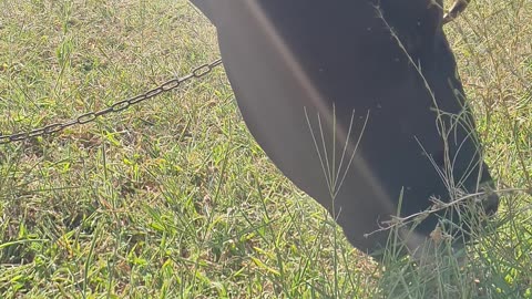 Cow #asmr