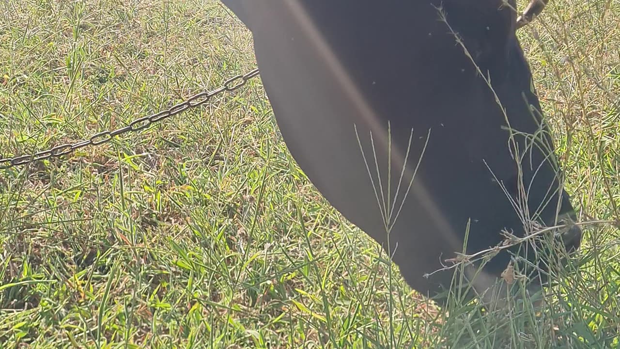 Cow #asmr