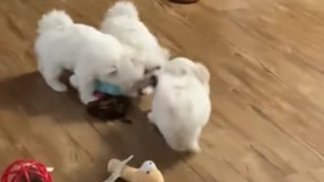 Maltese puppies adorably square off in tug-of-war match