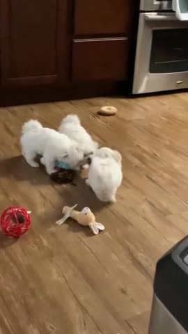 Maltese puppies adorably square off in tug-of-war match