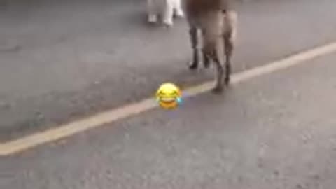 Try not to laugh funny cat & dog video