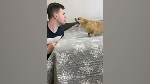 Cant Stop Laughing With These Funniest Dogs Fails Pets
