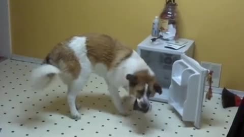 A trained dog