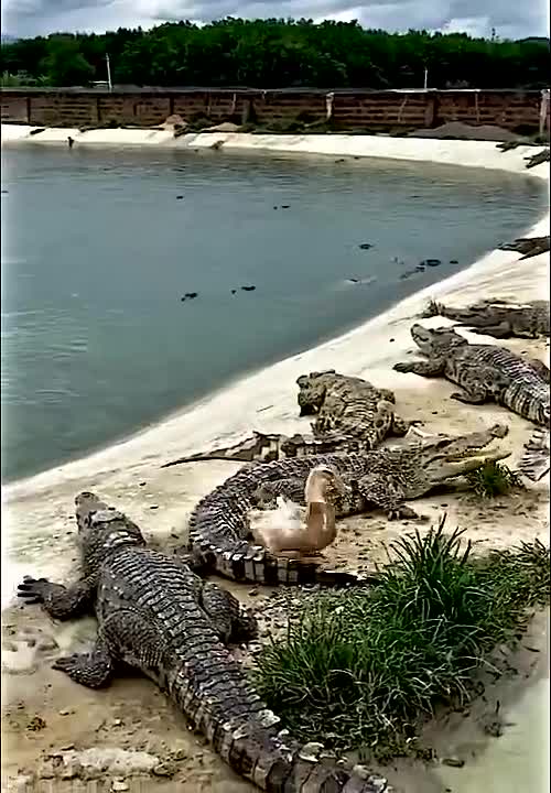 OMG!!! #Incredible #Watch #alligator #goose #crocodile #shorts #amazing #youtubeshorts