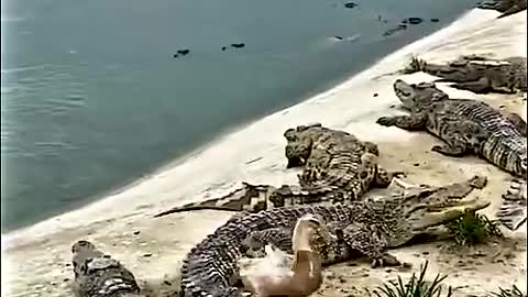 OMG!!! #Incredible #Watch #alligator #goose #crocodile #shorts #amazing #youtubeshorts