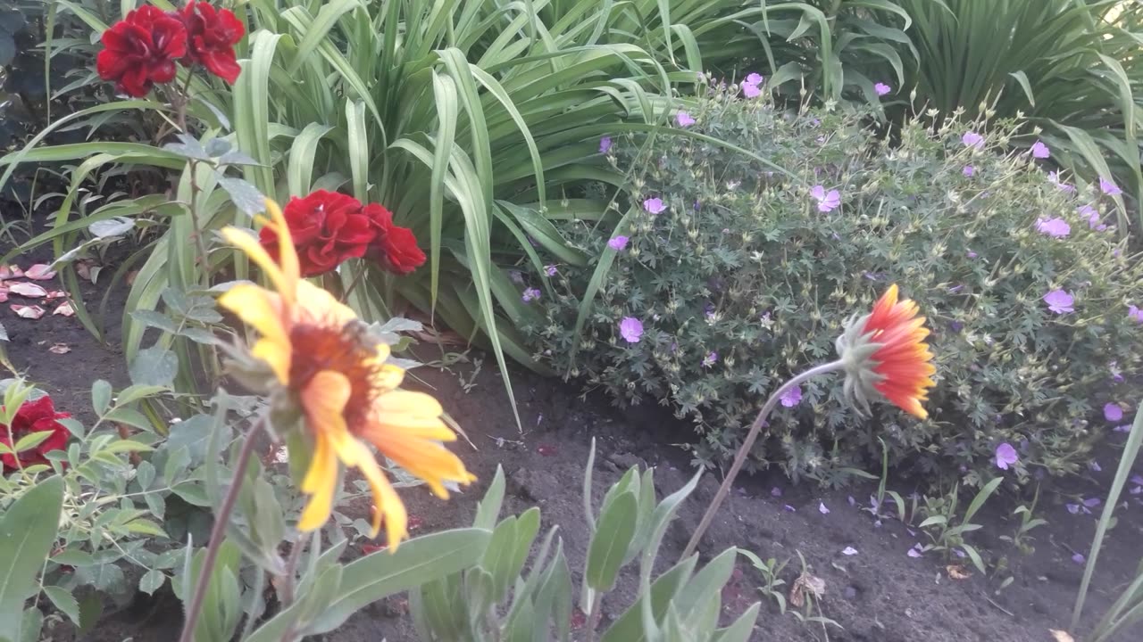 Gaillardia, roses and geraniums