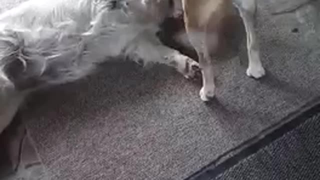 ICe & AMy my dogS of my heart!!!