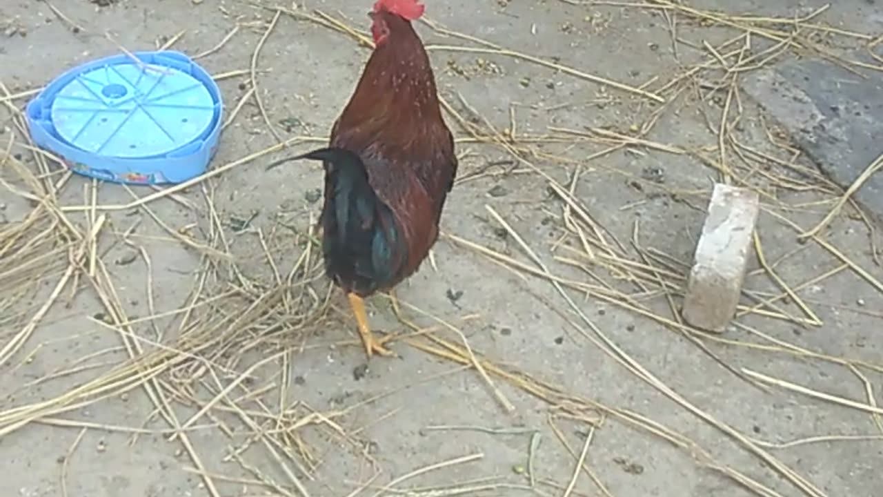 Chicken