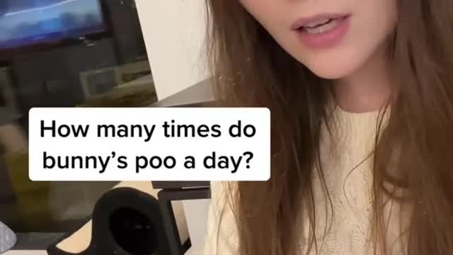 How many times do bunny's poo a day?