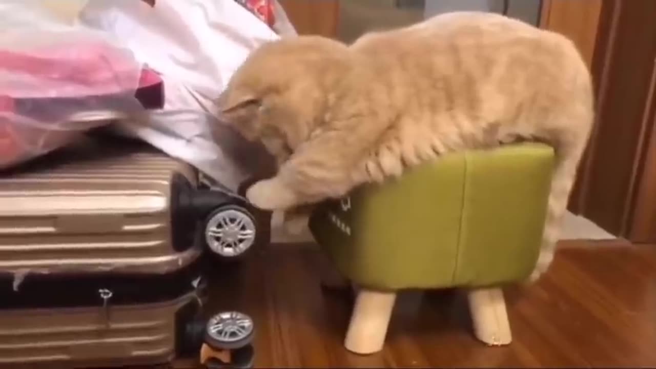 Baby Cats - Cute and Funny Cat Videos Compilation#21 😹 | Aww Animals | Funny Kittens