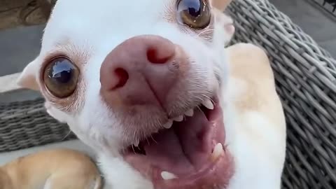The Kuchi Kuchi power🐶🐶