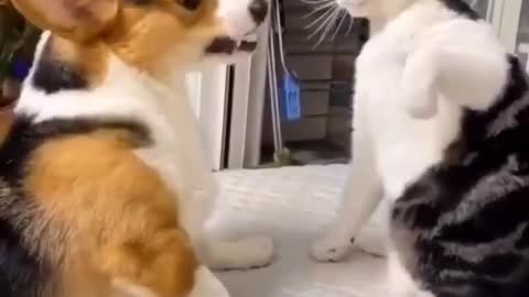 Dog and cat fight