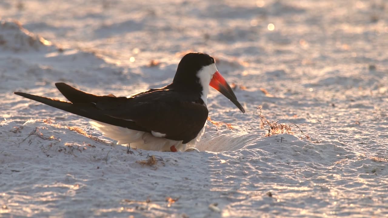 Black Skimmer Scrape #2 Well Maintained