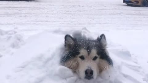 Loving snow