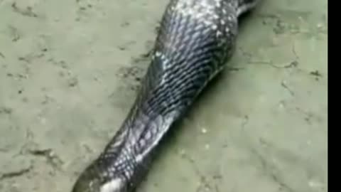 Snake 🐍🐍😱😱😱