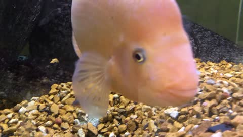 Aquarium “Update”