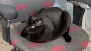 Adopting a Cat from a Shelter Vlog - Cute Precious Piper is a Very Pretty Office Loaf