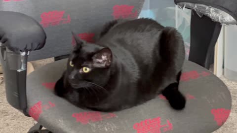 Adopting a Cat from a Shelter Vlog - Cute Precious Piper is a Very Pretty Office Loaf