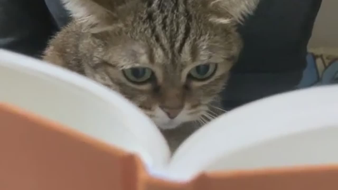 Clever cat
