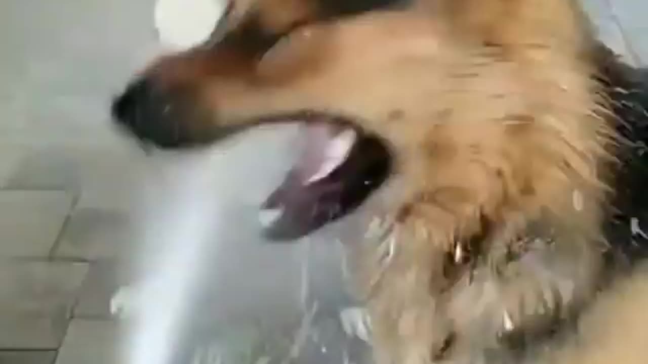 Hey, who turned on the water pipe 🤣🤣 🐕