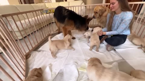 German Shepherd Meets
