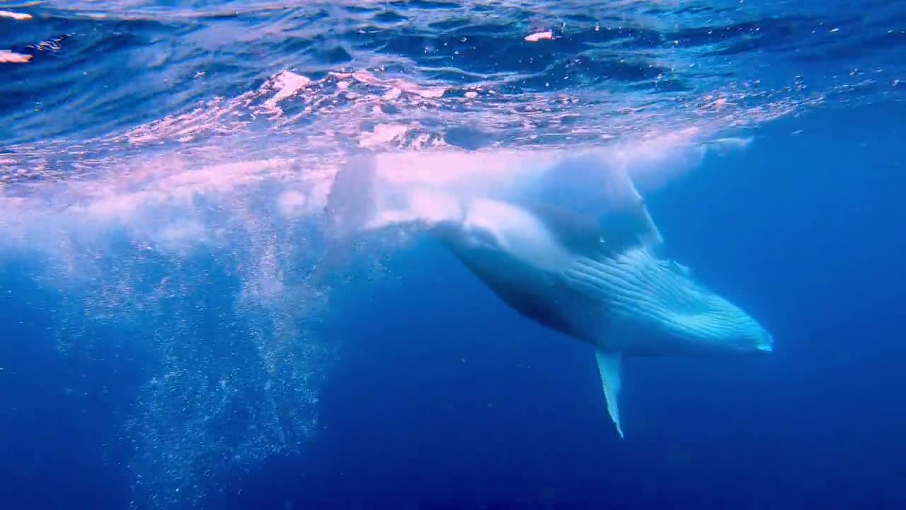 Incrível close-up imagens de baleia jubarte bebê e sua mãe