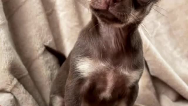 ❤️ #Chihuahua #chihuahualove