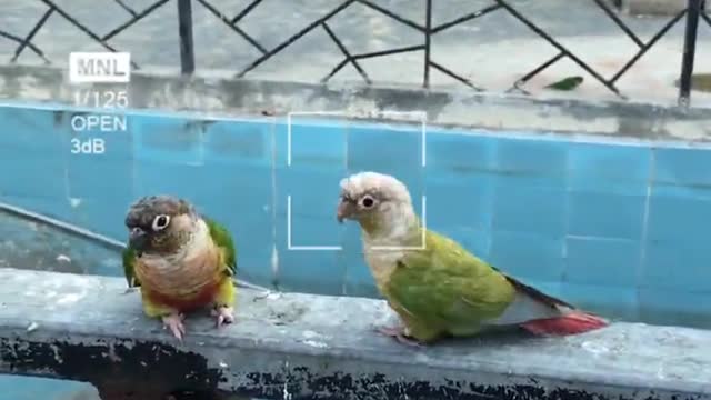 Animal experience Raising and protecting birds