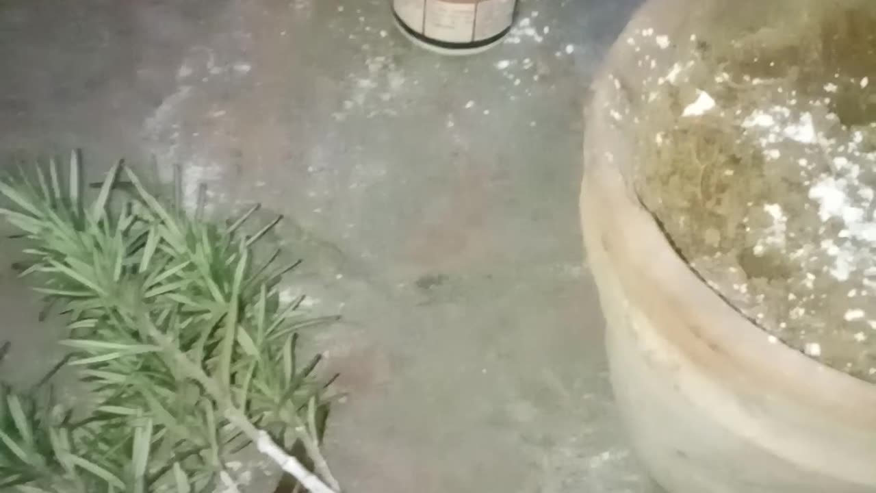How To Grow Rosemary Plant Via Cutting🌱🌿| How To Propagation Rosemary Plant 🌱🌿 | Rosemary 🌱🌹