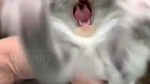 Funny cat videos 😺