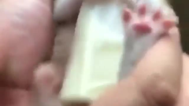 Cat Funny Videos...( A little hungry 🥺❤️😂🔥) #catlove#love