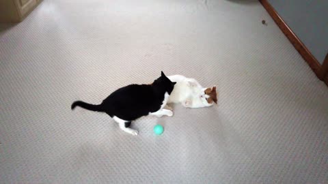 Cats Play Fighting 4K