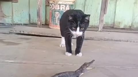 Cut funny