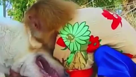 monkey vs dog