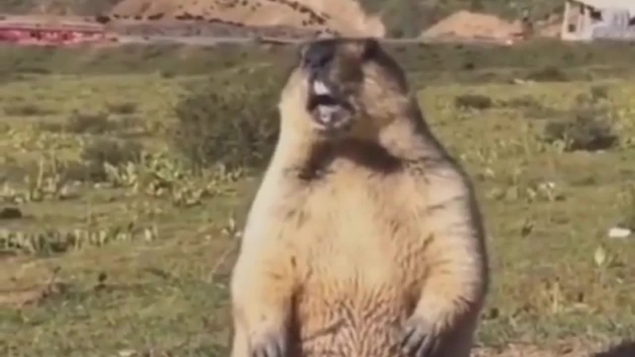 Laugh Out Loud with These Hilarious Animal Antics!"