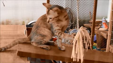 THE LITTLE CATS.