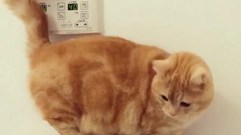 love cat