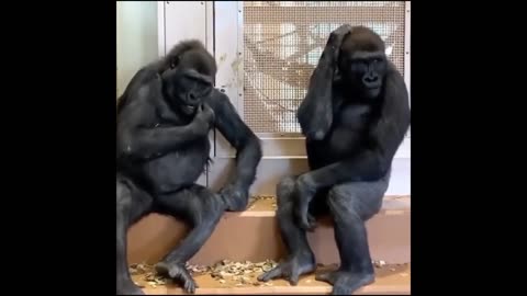 Funny Monkeys 2