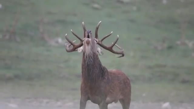 Caption this big deer