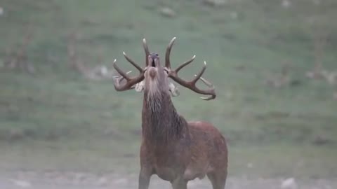 Caption this big deer