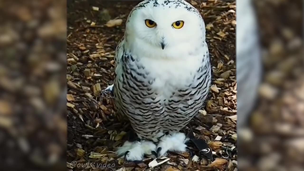 🤣Funny Animals Videos 2024🤣Best Of The 2024 Funny Animal Videos