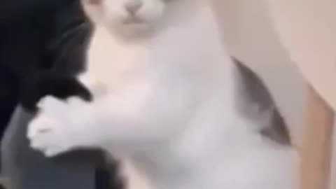 Cute cat video