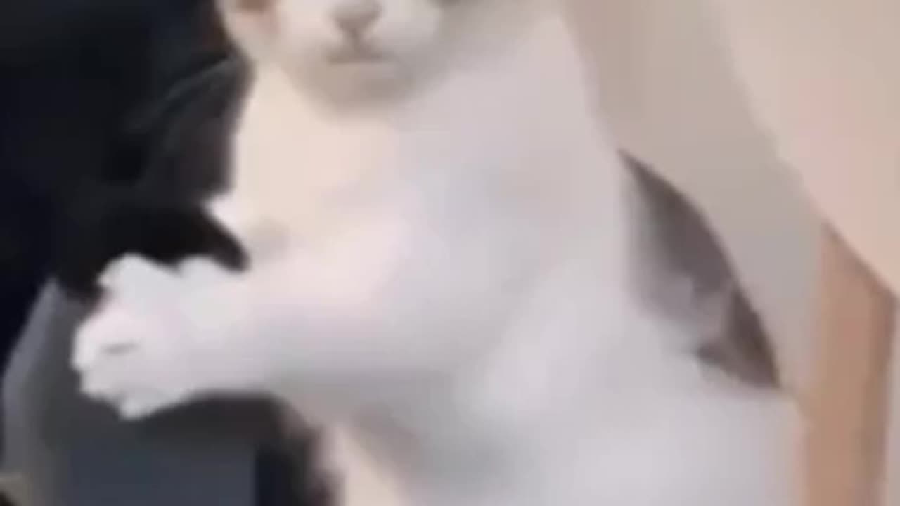 Cute cat video