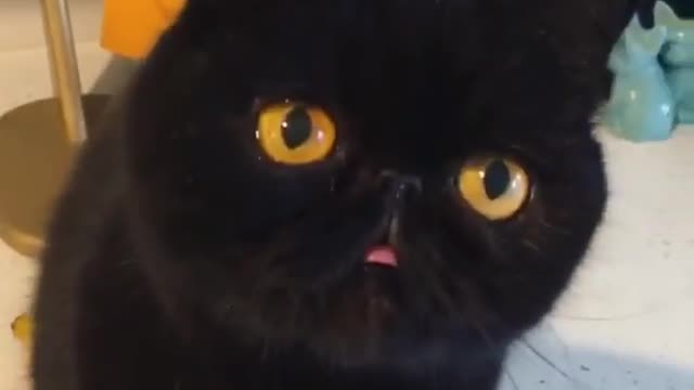 A cat that glows