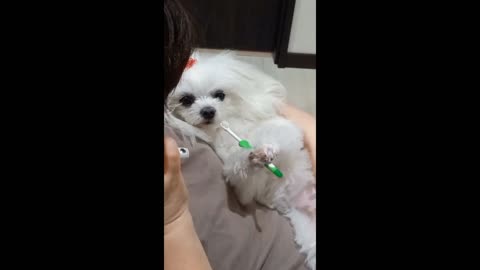 I can brush my teeth myself!